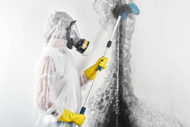  Granvle, IL Mold Removal Pros