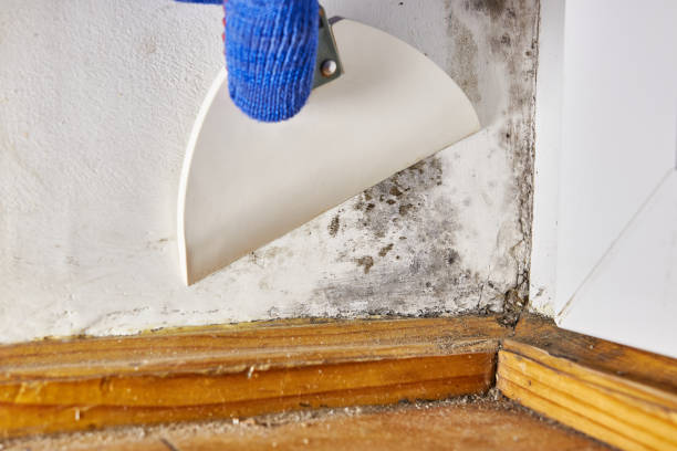 Professional Mold Removal in Granville, IL
