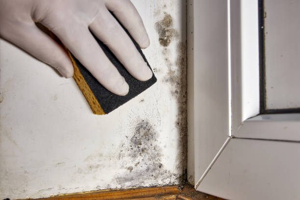 Best HVAC Mold Inspection and Cleaning  in Granvle, IL