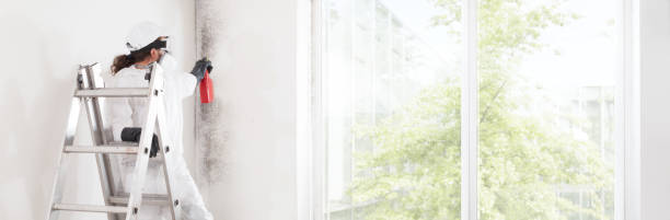 Environmental Consulting for Mold Prevention in Granville, IL